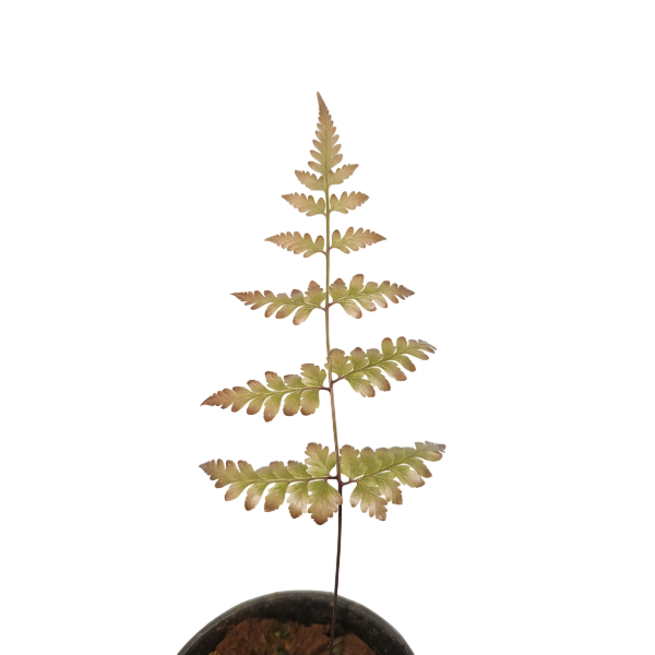 Fern Plants India: Complete Care Guide for Indoor & Outdoor Fern Varieties